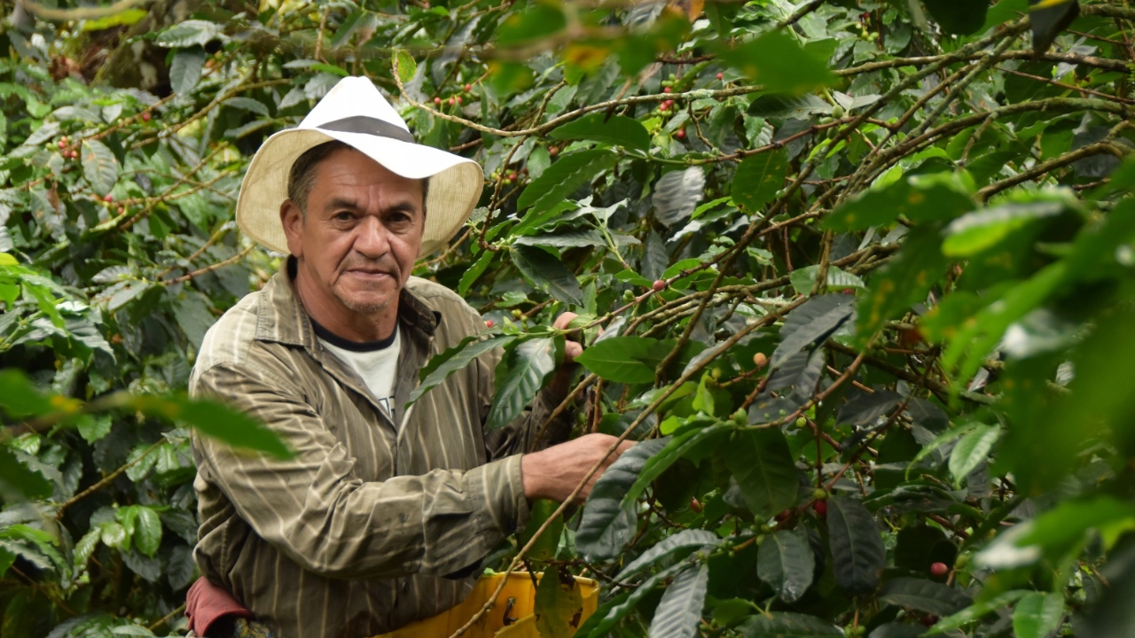 200 productores de café de Medellín, recibirán acompañamiento y formación durante la etapa de cultivo 1 caficultor-1