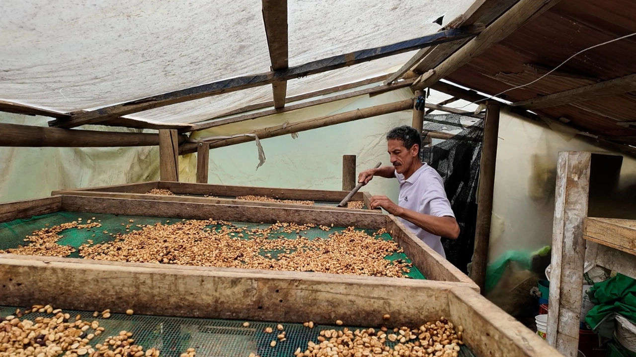 200 productores de café de Medellín, recibirán acompañamiento y formación durante la etapa de cultivo 2 caficultor 3
