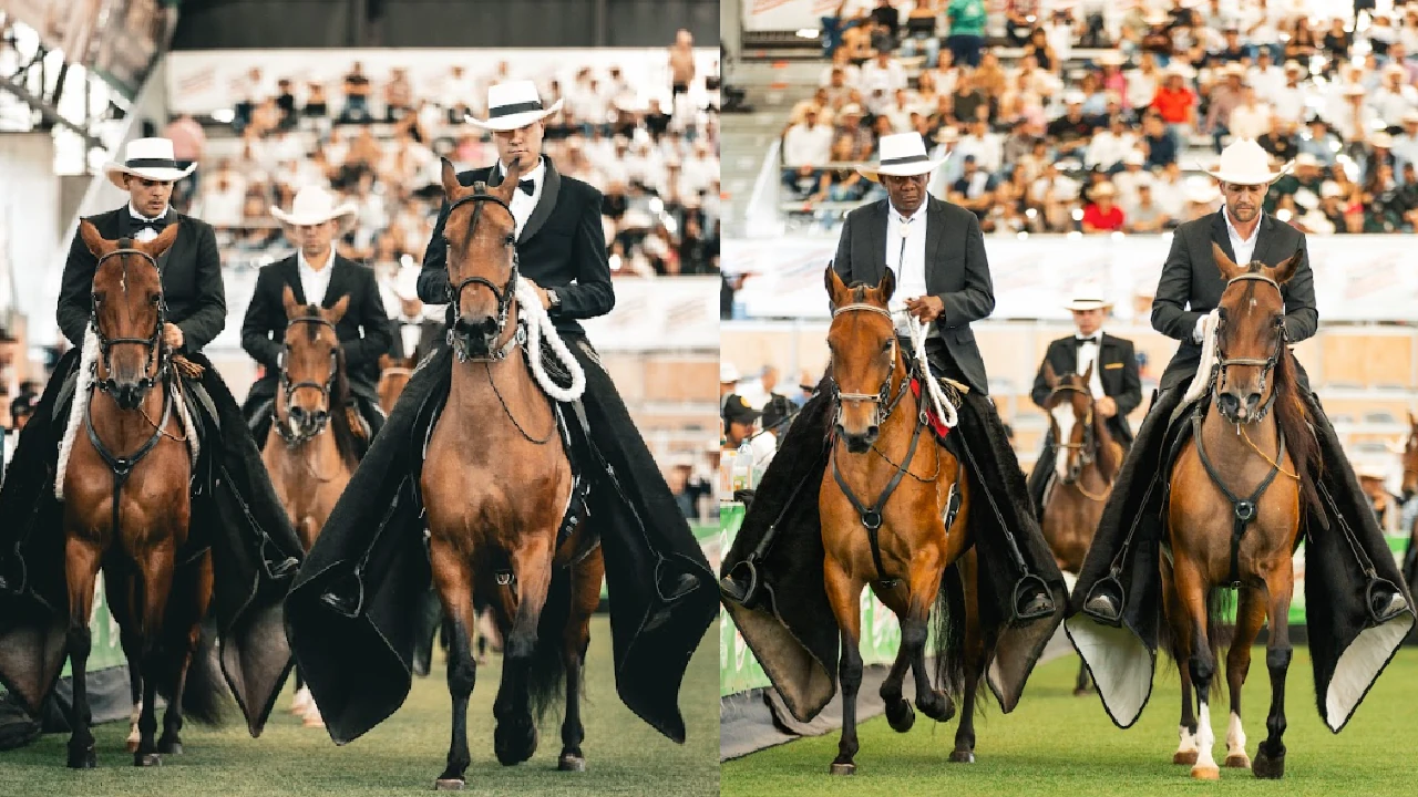 ¡A trote y paso fino! Alístese para la 66ª Expointernacional Equina Feria de las Flores-Asdesilla en Rionegro 3 feria-expointernacional-equina-feria-flores-caballo-criollo-colombiano5