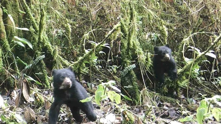 oso bebe