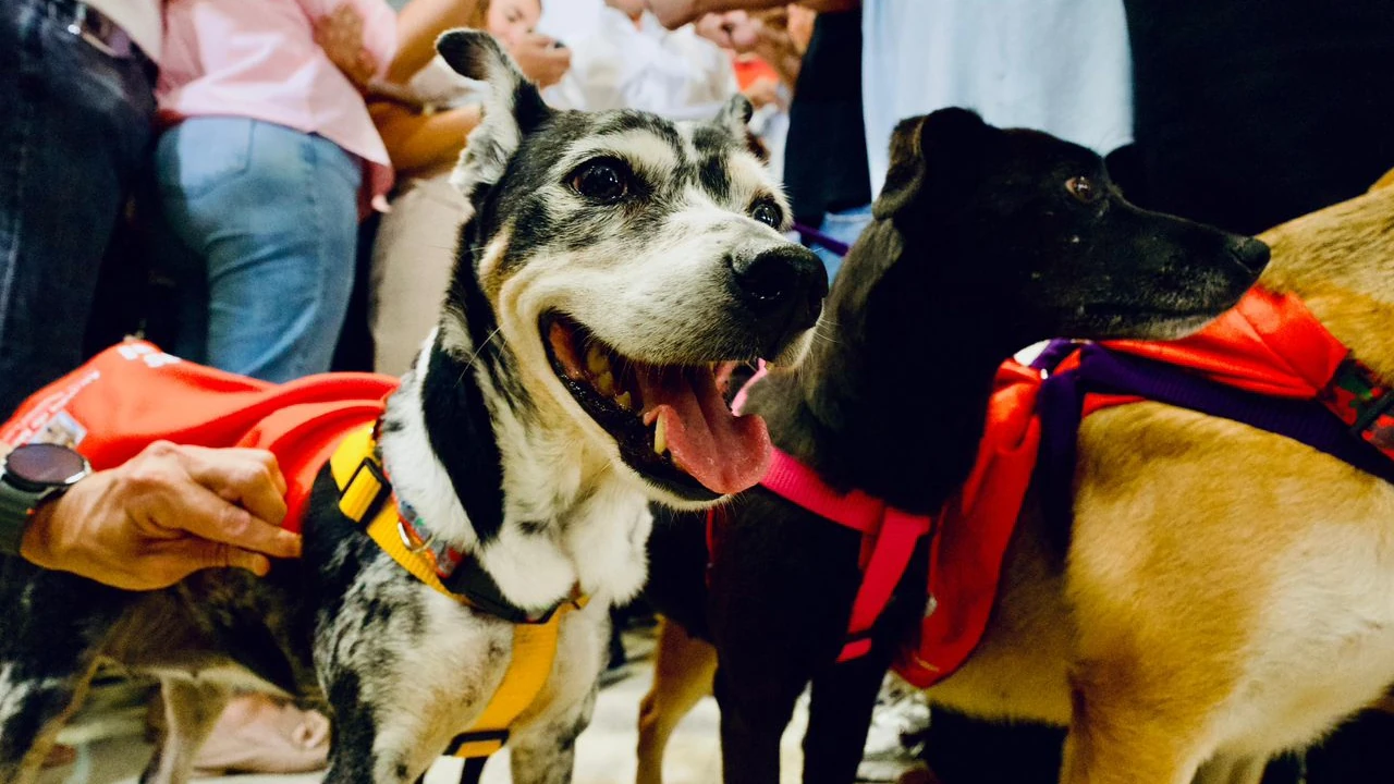 ¡Y sí que salvan vidas! Alcaldía de Medellín presenta la campaña «Adopta un Superhéroe»