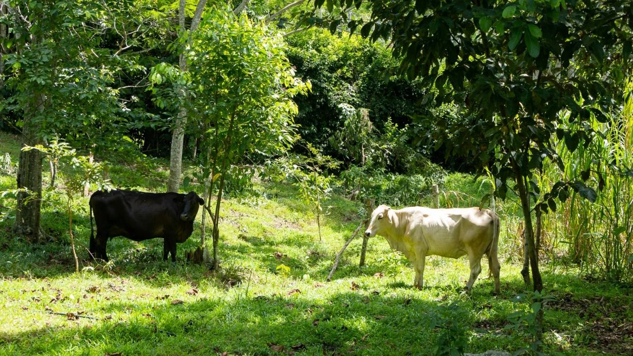 Cornare impulsa ganadería regenerativa y duplica capacidad productiva en el Oriente Antioqueño 1 procesos-resturativos-ganaderia-cornare-oriente-antioquia