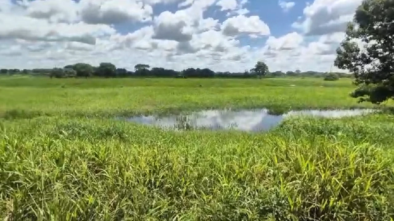UNGRD fuerza diques en 5 sectores críticos del río Cauca para prevenir inundaciones en Nechí 3 refuerzo-diques-rio-cauca-prevencion-inundaciones-nechi-ungrd3