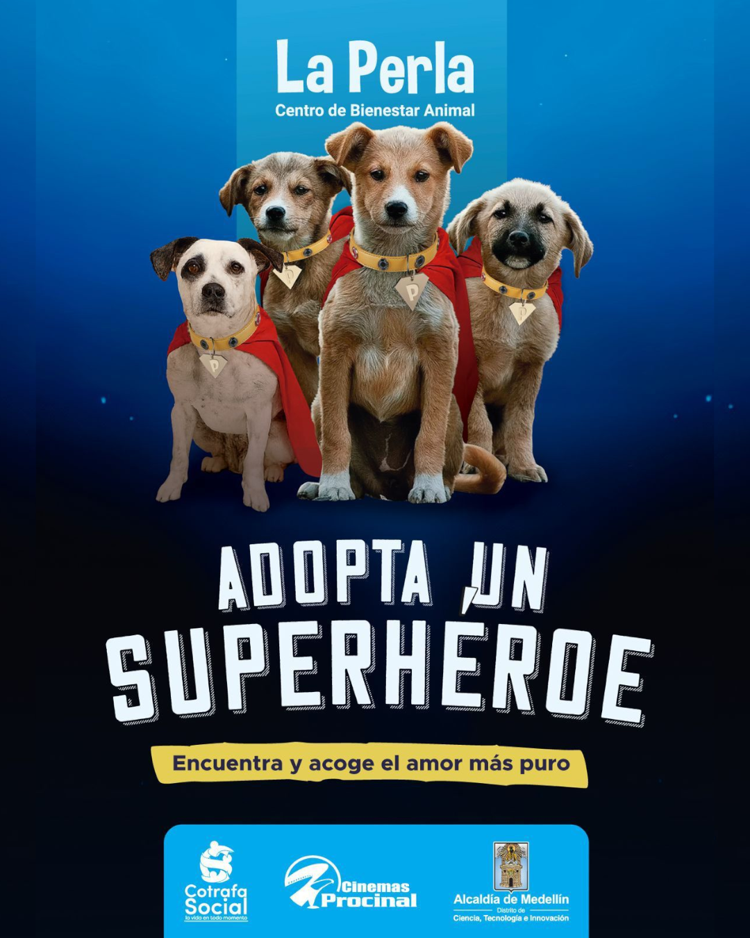 ¡Y sí que salvan vidas! Alcaldía de Medellín presenta la campaña "Adopta un Superhéroe" 1 jornada-adopcion-perritos