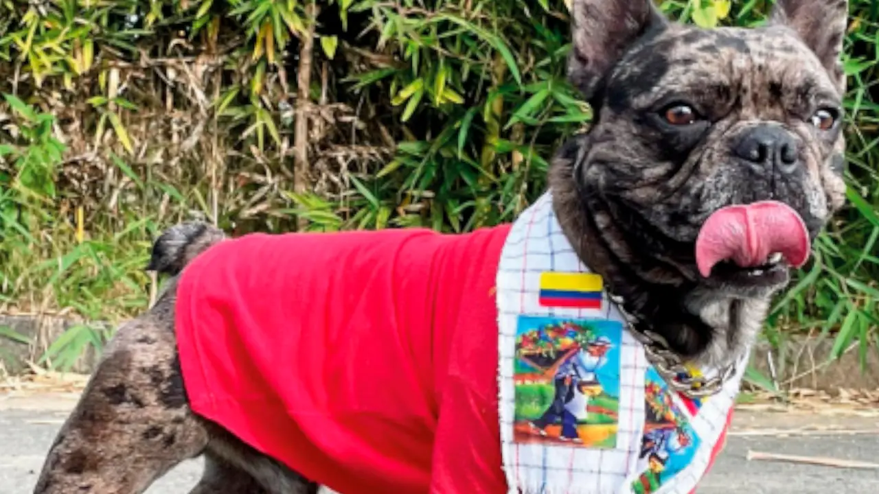 La Feria de las Flores tendrá huellitas felices recorriendo Medellín este 3 de agosto